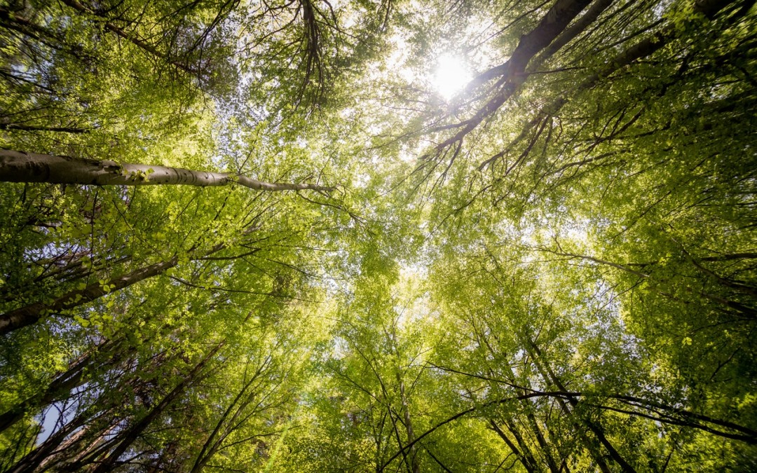 5 Resilient Lessons We Can Learn From Trees