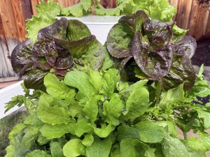 Red lettuce and arugula