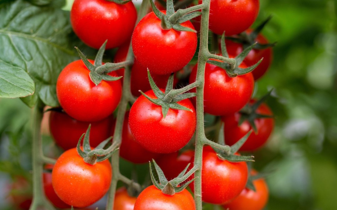 Foods To Grow This Year if You Have a Green Thumb