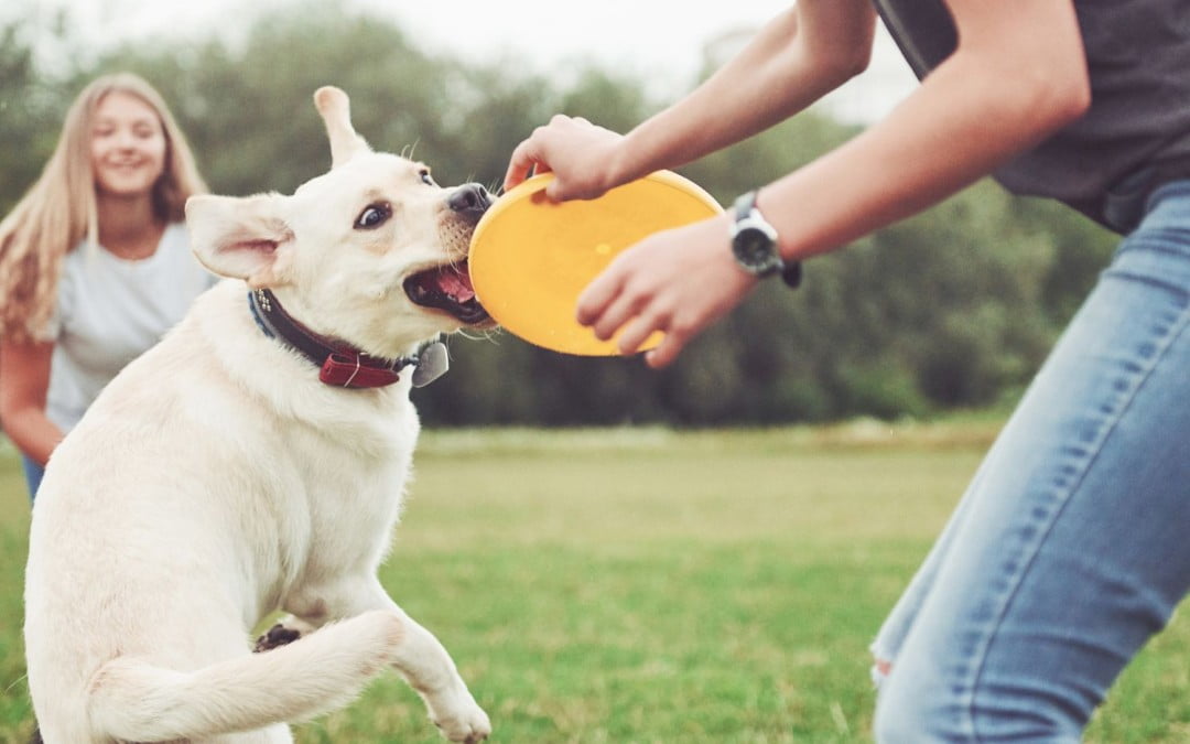 Ways To Strengthen the Bond With Your Dog